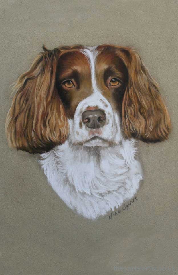 Springer Spaniel hand drawn in pastel by Nina Squire