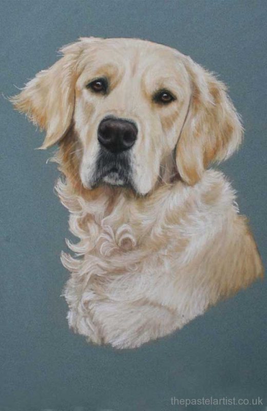 Dog portraits in pastel - Nina Squire