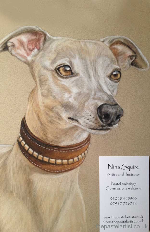 Whippet portrait in pastel drawn by Nina Squire