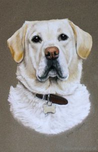 Dog portraits in pastel - Nina Squire